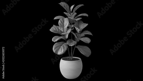Fiddle leaf fig plant in a ceramic pot