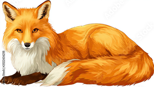 red fox vulpes