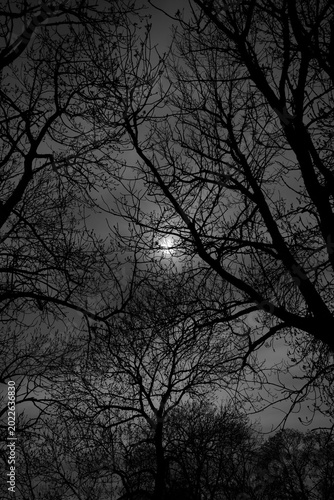 Soleil voilé derrière les arbres en Finlande en noir et blanc