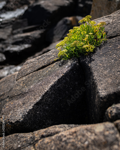 Rock samphire blooms in cleft of dark weathered granite coastal boulders Brittany shore