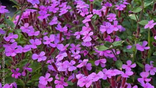 Abundance of pink rock soapwort flowers blooming in the garden