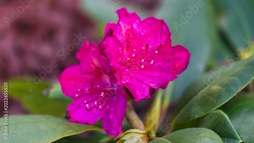 Bild auf Leinwand Horizontal macro shot of pink rhododendron flower with water drops