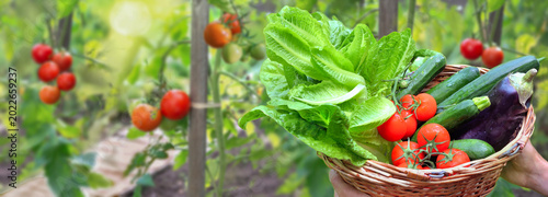 fresh and colorful vegetables in basket holding by gardener hands  in front of tomatoes plants growing in a garden