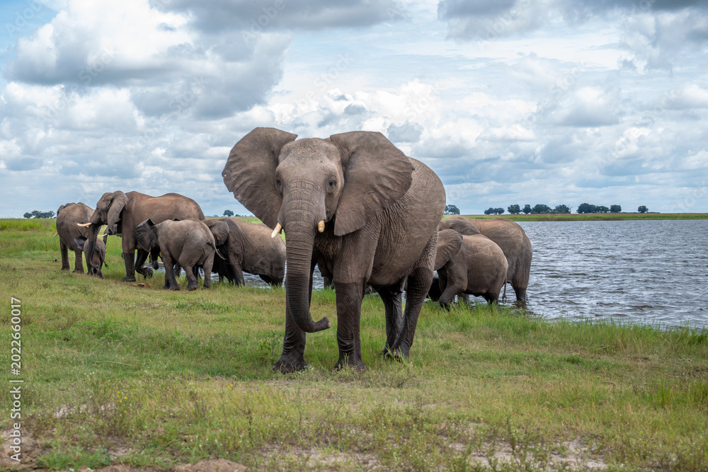 Fototapeta premium A herd of African elephants on the shore of Chobe River