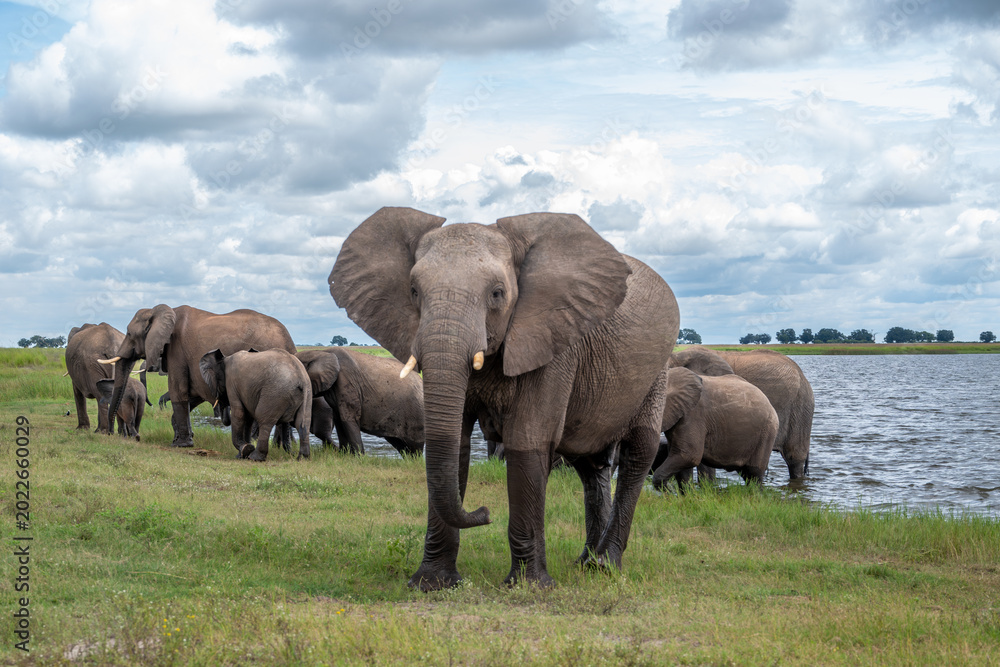 Obraz premium A herd of African elephants on the shore of Chobe River