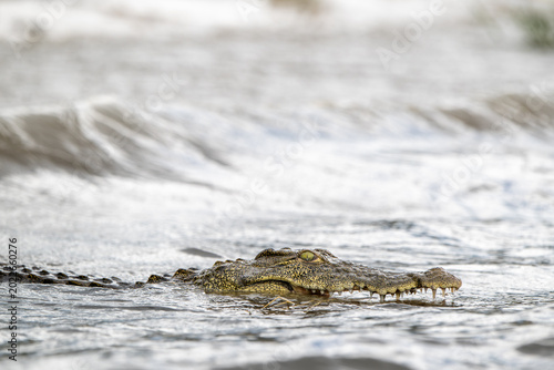 Nile crocodile in Chobe River
