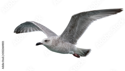 Foto Gray and white seagull with wings spread, isolated on transparent background
