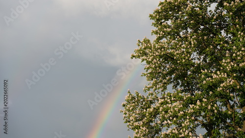 Rainbow Over Cloudy Sky with Tree Silhouette