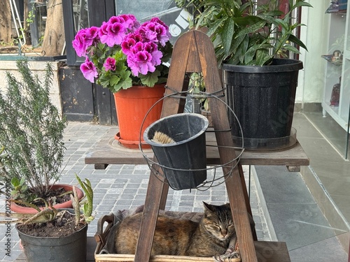 Obraz na plátne Amman, Jordan 6 May 2026: Rainbow Street in Amman is a lively cultural hotspot in Jabal Amman, known for its charming heritage buildings, trendy cafés, rooftop restaurants, and vibrant nightlife