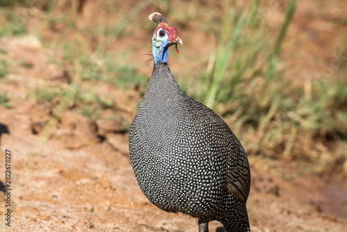 Cuadro en lienzo Perlhuhn im Mabalingwe Nature Reserve