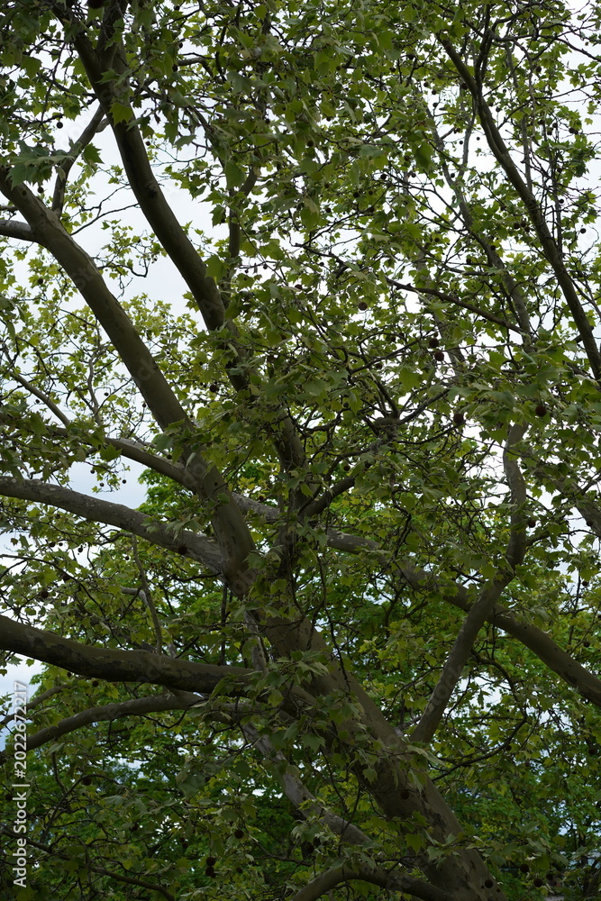 Fototapeta premium Teilaufnahme einer großen Ahornblättrigen Platane (Platanus × hispanica) im Frühling