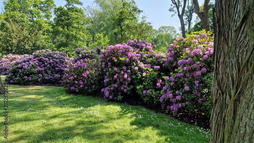Foto Rhododendron bushes with purple flowers, blooming in the garden.