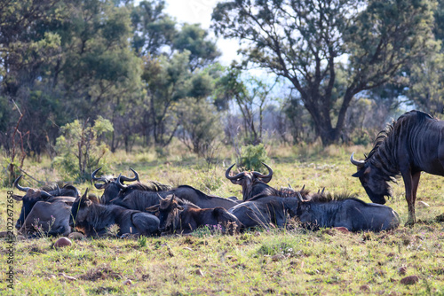Gnus im Dinokeng Nature Reserve in Südafrika