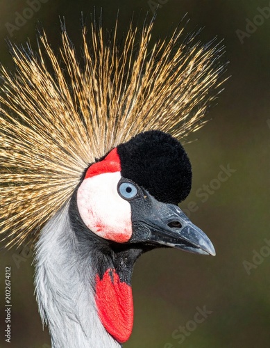 Regal crowned bird's profile