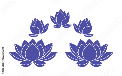 Collection of purple lotus flowers in various stages of bloom