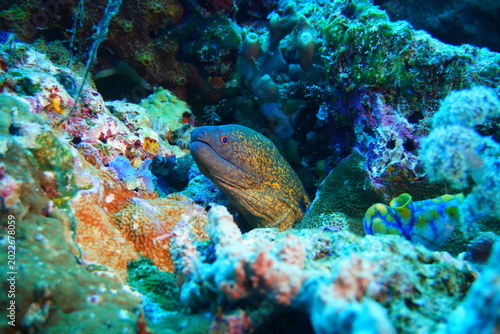 Εκτύπωση καμβά colorful moray eel