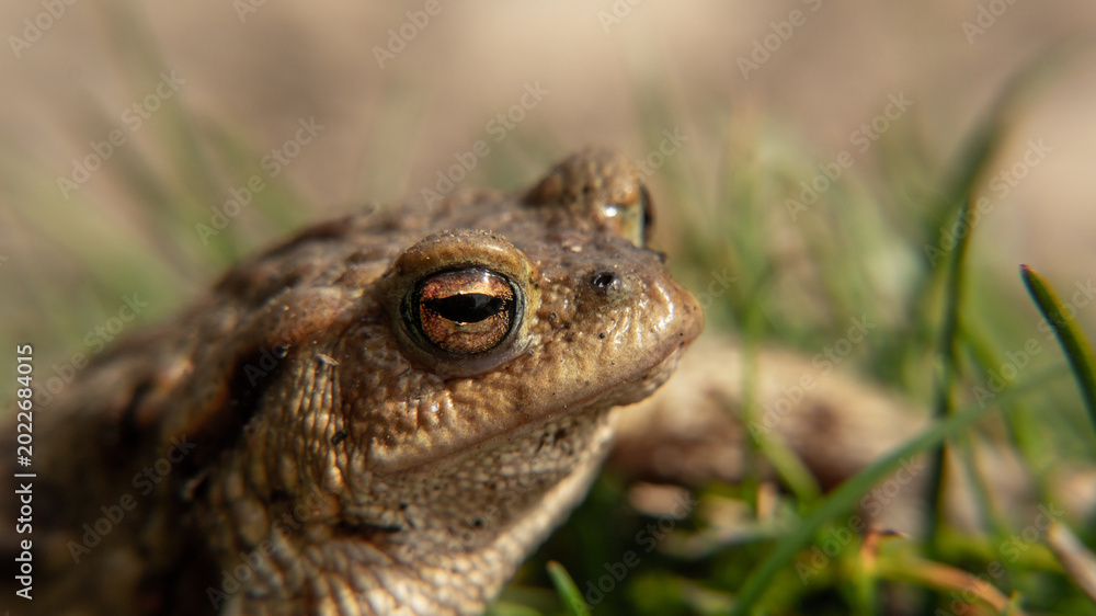 Obraz premium A frog toad sits on the ground, basking in the sun. camouflage