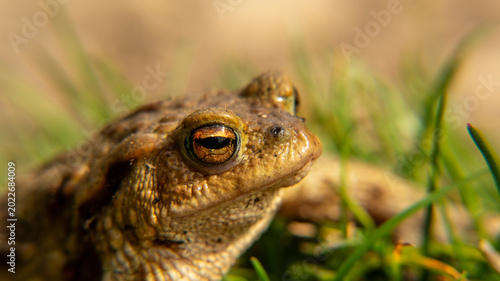 Bilde på lerret A frog toad sits on the ground, basking in the sun. camouflage