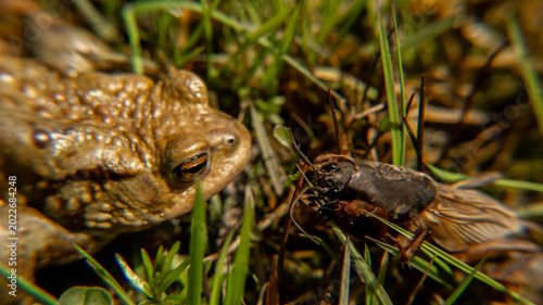 Foto A frog toad sits on the ground, basking in the sun. camouflage