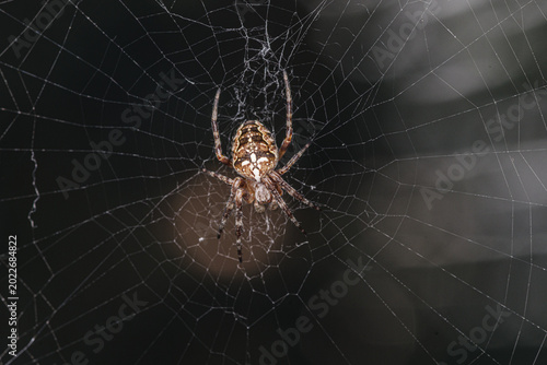 Bild auf Leinwand Pająk krzyżak ogrodowy (Araneus diadematus) w centrum pajęczyny na ciemnym tle z klimatycznym bokehem