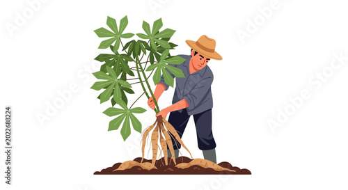 Farmer harvesting cassava roots from the soil, agriculture, healthy food