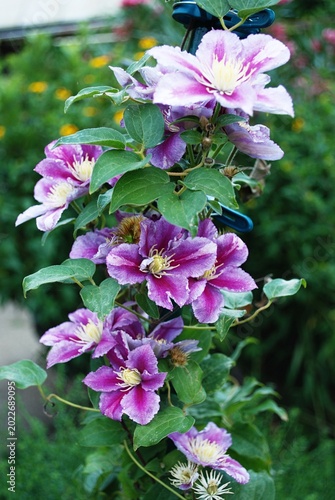 Eine üppig blühende Clematis rankt am Gartenzaun empor.