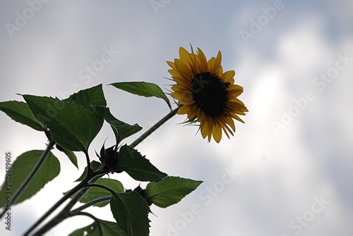 Eine Sonnenblume vor bewölktem Himmel.
