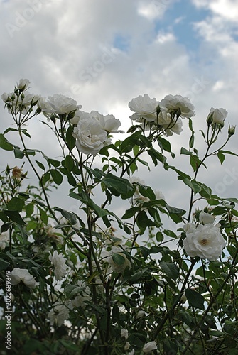 Eine weiß blühende Rosenhecke vor bewölktem Himmel.