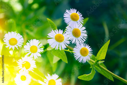 Nature. White bright daisy flowers on a background of the summer landscape. Wildflowers outdoors. Garden.