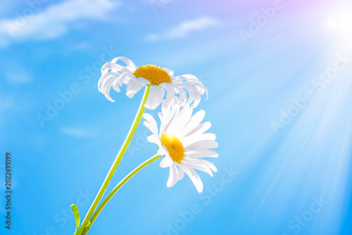 Two white chamomile flowers on a blue sky with clouds on a sunny day. summer landscape.
