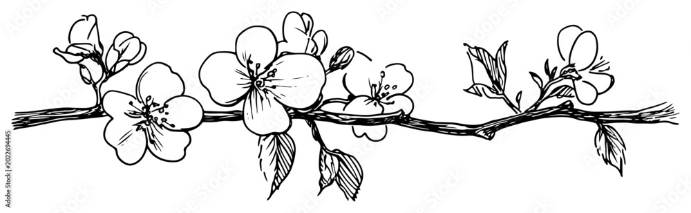 Fototapeta premium Flowering cherry blossom branch with buds and leaves in hand drawn sketch style