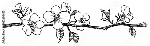 Flowering cherry blossom branch with buds and leaves in hand drawn sketch style
