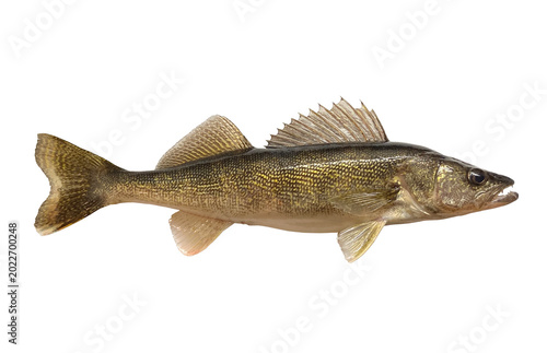 Obraz na plátne Smartphone camera capture of a fresh caught twenty one inch walleye isolated on