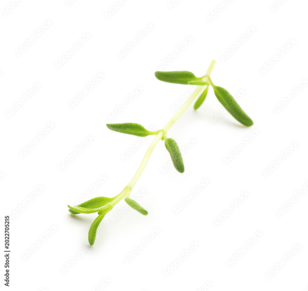 Fototapeta premium Aromatic herb. Green thyme isolated on white