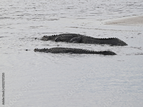 American alligators sunning on surface.
