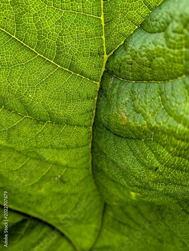 green leaf background texture plant
