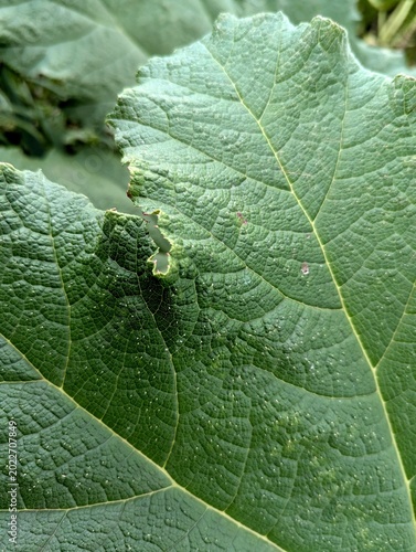 green leaf background texture plant