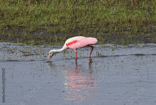 Roseate spoonbill feeding in swamp shoreline.