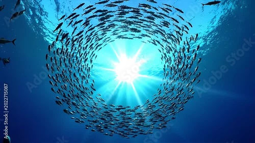 School of fish swimming in synchronized spiral under ocean with sun rays