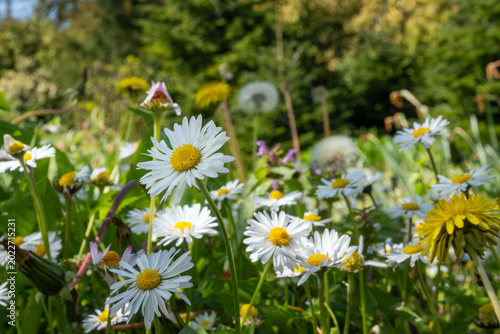 Wildflowers Growing in a Field in Ossendrecht, The Netherlands