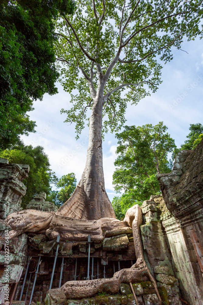 Fototapeta premium A beautiful view of Ta Prohm's Ruins in the Angkor Thom Complex