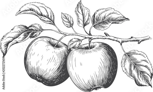 Fotografie Engraved vector apple fruit branch engraving illustration, line art