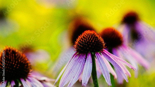 Echinacea flowers on blurred yellow background with grainy macro close-up for web banner.
