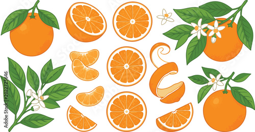 Orange fruit collection illustration with slices and blossoms on white