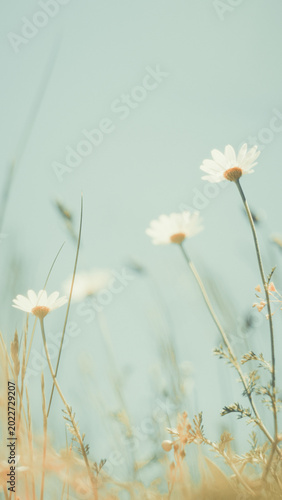 Obraz na plátně Beautiful white daisy flowers blooming in a summer field