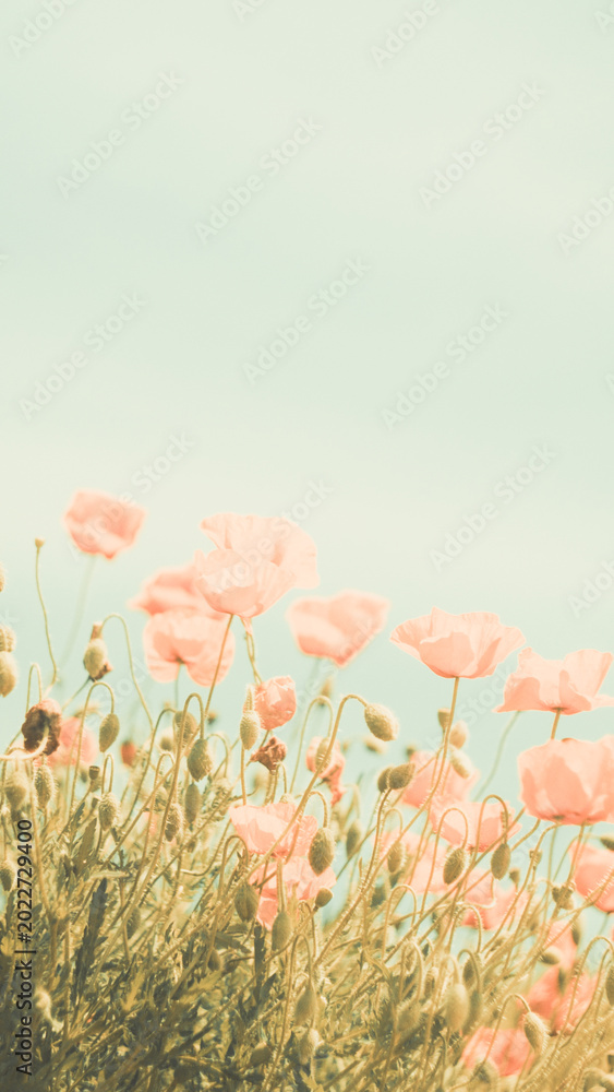 Obraz premium Soft focus close up of red poppies blooming in a field. Shot with vintage lens for artistic bokeh and retro teal and orange film look. Dreamy summer atmosphere.