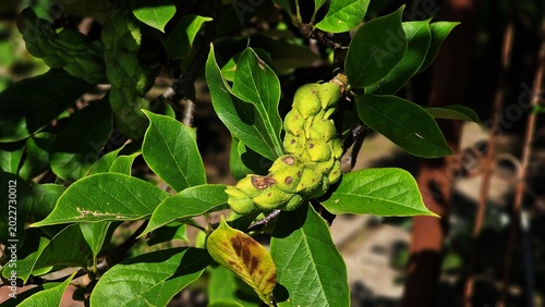 Fotografie Branches of Magnolia × soulangeana tree with green seed pods.