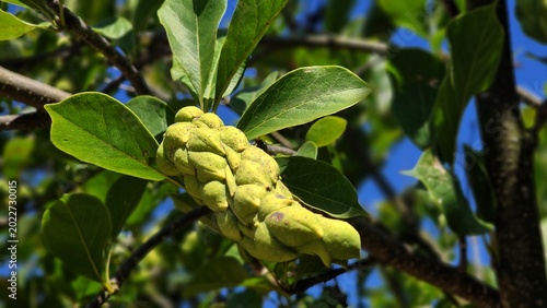 Fotografie Branches of Magnolia × soulangeana tree with green seed pods.