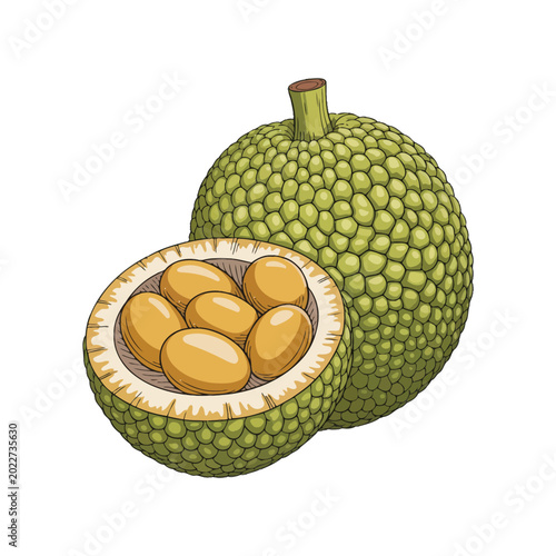 Detailed illustration of breadfruit cut open showing seeds and texture