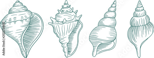 Canvastavla Set Of Four Detailed Seashell Illustrations marine